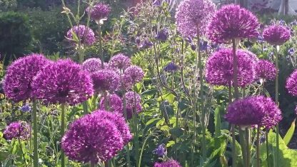 Bio Zier Lauch Allium aflatuense 'Purple Sensation' Bio Pflanzen kaufen im Online Versand Stauden Forssman