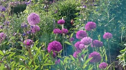 Bio Zier Lauch Allium aflatuense 'Purple Sensation' Bio Pflanzen kaufen im Online Versand Stauden Forssman