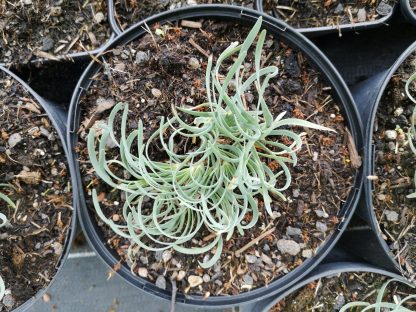 Allium senescens 'Blue Eddy' Stauden Forssman Bio Pflanzenversand