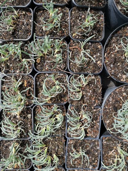 Allium senescens 'Blue Eddy' Stauden Forssman Bio Pflanzenversand