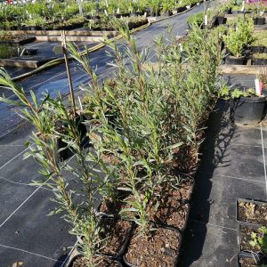 Artemisia dracunculus var. sativus Stauden Forssman Bio Pflanzenversand