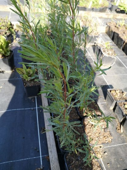 Artemisia dracunculus var. sativus Stauden Forssman Bio Pflanzenversand