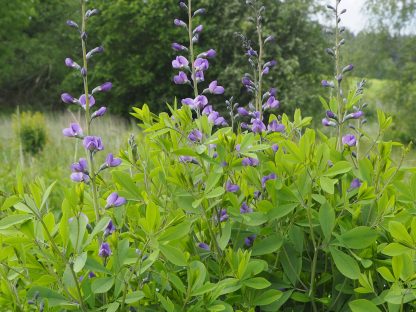 Bio Indigolupine Baptisia 'Purple Smoke' Forssman Bio Stauden Versand aus Niederbayern