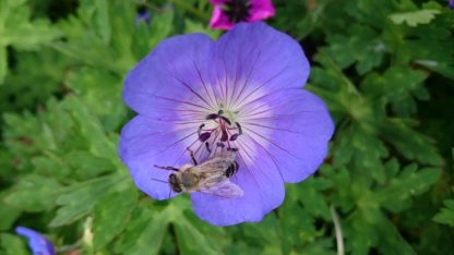 Bio Storchschnabel Geranium wallichianum 'Rozanne' ('Jolly Bee') mit Biene Beste Bio Stauden aus Bayern Forssman