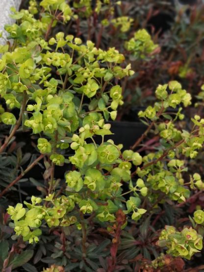 Euphorbia amygdaloides 'Purpurea' Stauden Forssman Bio Pflanzen Versand mit Online Shop