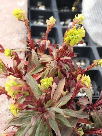Euphorbia amygdaloides 'Purpurea' Stauden Forssman Bio Pflanzen Versand mit Online Shop