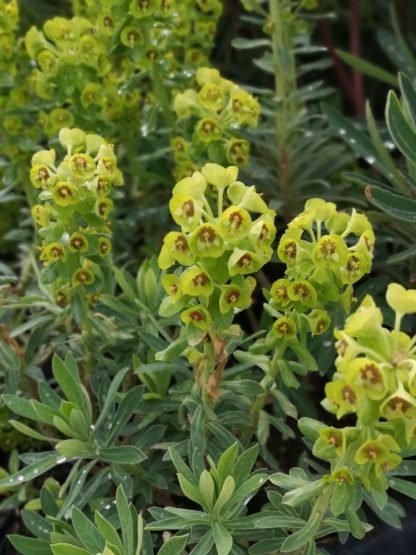 Euphorbia characias ssp. wulfenii Gärtnerei Forssman - Beste Bio Stauden aus Bayern