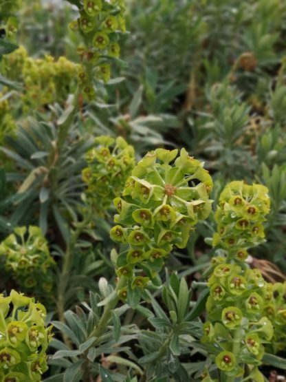 Euphorbia characias ssp. wulfenii Gärtnerei Forssman - Beste Bio Stauden aus Bayern