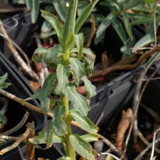 Euphorbia sarawschanica Stauden Forssman Bio Pflanzen Versand