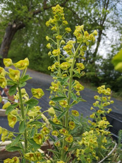 Euphorbia x martinii Stauden Forssman Beste Bio Stauden aus Bayern
