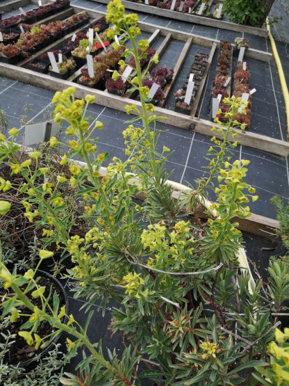 Euphorbia x martinii Stauden Forssman Beste Bio Stauden aus Bayern
