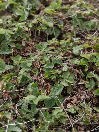 Fragaria vesca var. semperflorens 'Alexandria' Stauden Forssman Bio Pflanzen Versand mit Online Shop