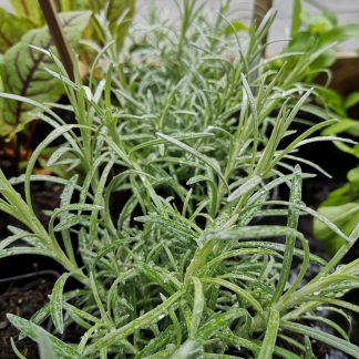 Helichrysum italicum Bio-Stauden kaufen im Online-Versand von Gärtnerei Forssman