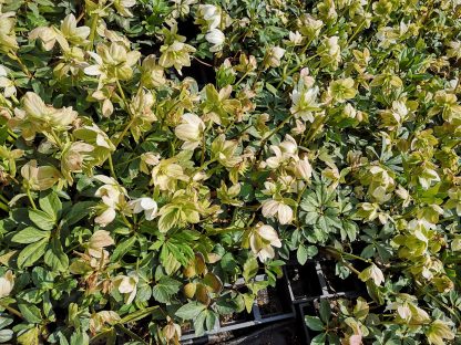 Helleborus niger Stauden Forssman Bio Pflanzen Versand mit Online Shop