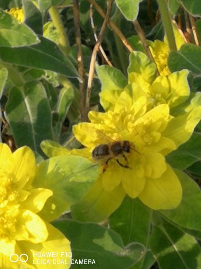Euphorbia polychroma Beste Bienen Stauden aus Bayern Stauden Forssman