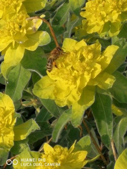 Euphorbia polychroma Beste Bienen Stauden aus Bayern Stauden Forssman