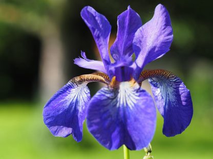 Iris sibirica 'Sabine' Gärtnerei Forssman Bio Stauden Versand in Niederbayern