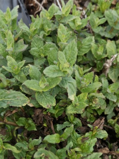 Mentha piperita v. citrata 'Lemon' Stauden Forssman Bio Pflanzen Versand mit Online Shop