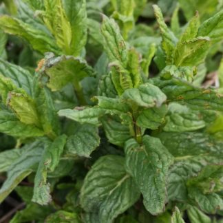 Mentha suav. variegata 'Schweizer Minze' Stauden Forssman Bio Pflanzen Versand mit Online Shop