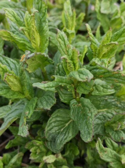 Mentha suav. variegata 'Schweizer Minze' Stauden Forssman Bio Pflanzen Versand mit Online Shop