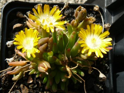 Bio Mittagsblume Delosperma hyb. 'Lesotho' Online Pflanzen Versand Web Shop Forssman