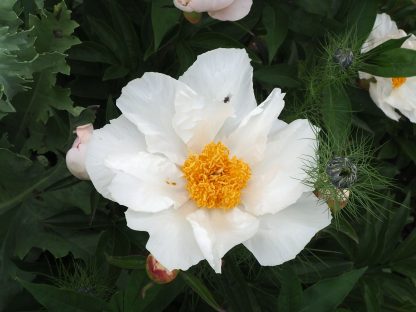 Paeonia x lactiflora 'Krinkled White' Staudengärtnerei Forssman Beste Bio Stauden aus Bayern