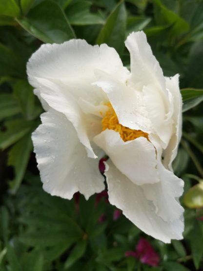 Paeonia x lactiflora 'Krinkled White' Staudengärtnerei Forssman Beste Bio Stauden aus Bayern