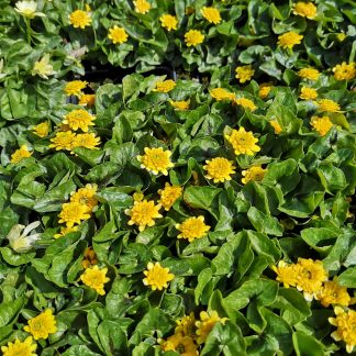 Ranunculus ficaria 'Colorette' Stauden Forssman Bio Pflanzen Versand mit Online Shop