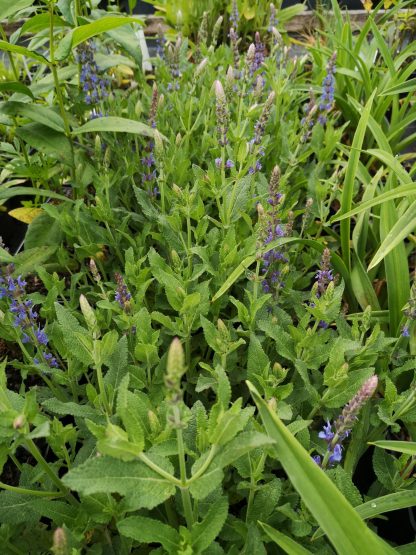 Salvia nemorosa 'Blauhügel' Staudengärtnerei Forssman Beste Bio Stauden aus Bayern