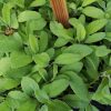 Salvia officinalis 'Berggarten' [Küchensalbei] Gärtnerei Forssman Beste Bio Stauden aus Nieder-Bayern mit Online Shop