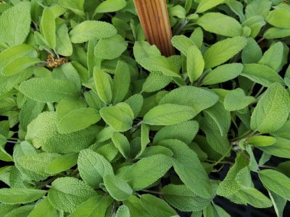 Salvia officinalis 'Berggarten' [Küchensalbei] Gärtnerei Forssman Beste Bio Stauden aus Nieder-Bayern mit Online Shop