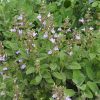 Salvia officinalis 'Berggarten' [Küchensalbei] Staudengärtnerei Forssman Beste Bio Stauden aus Bayern