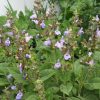Salvia officinalis 'Berggarten' [Küchensalbei] Staudengärtnerei Forssman Beste Bio Stauden aus Bayern