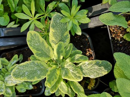 Salvia officinalis 'Icterina' Gärtnerei Forssman Beste Bio Stauden aus Nieder-Bayern mit Online Shop