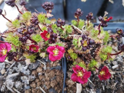 Saxifraga x arendsii 'Luschtinez' Stauden Forssman Bio Pflanzen Versand mit Online Shop