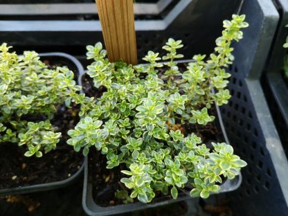 Thymus citriodorus 'Aureus' Stauden Forssman Bio Pflanzenversand
