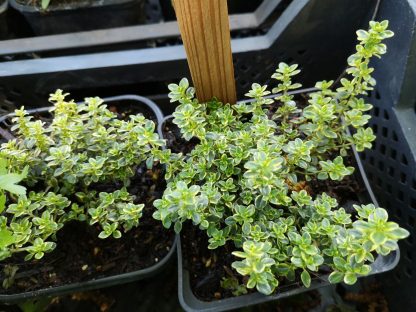 Thymus citriodorus 'Aureus' Stauden Forssman Bio Pflanzenversand