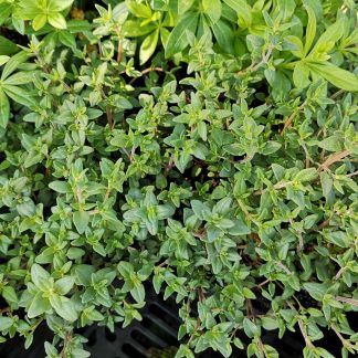 Thymus vulgaris 'Compactus' Stauden Forssman Bio Pflanzen per Paket