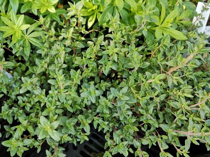 Thymus vulgaris 'Compactus' Stauden Forssman Bio Pflanzen per Paket