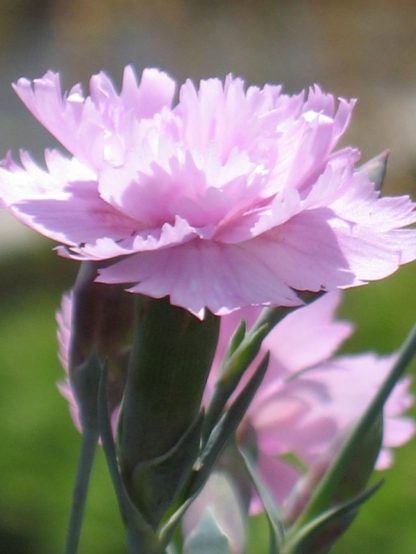Eigenzüchtung Bio Feder-Nelke Dianthus x plumarius 'Rose' Bio Pflanzen Versand Stauden Forssman nahe München