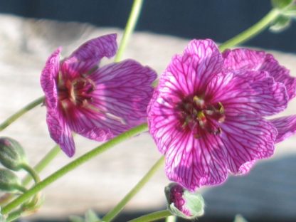 Bio Grauer Steingarten Storchschnabel Geranium cinereum 'Purple Pillow' Forssman Bio Stauden Versand