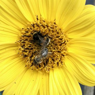 Bio Stauden Sonnenblume Helianthus decapetalus 'Triomphe de Gand' Online im Web Shop von Bio Stauden Forssman zum Versand bestellen