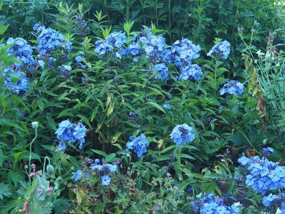 Bio Flammenblume Hoher-Stauden-Phlox paniculata 'Blue Paradise' im Online-Shop bestellen und per Versand nach München geliefert bekommen.