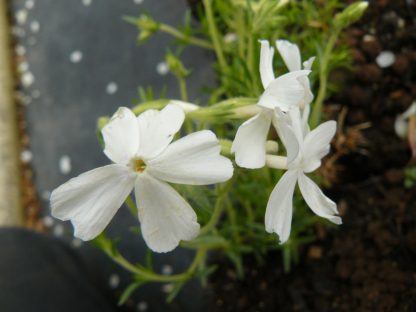 Bio Polster-Phlox subulata 'White Delight' Bio Pflanzenversand in Niederbayern