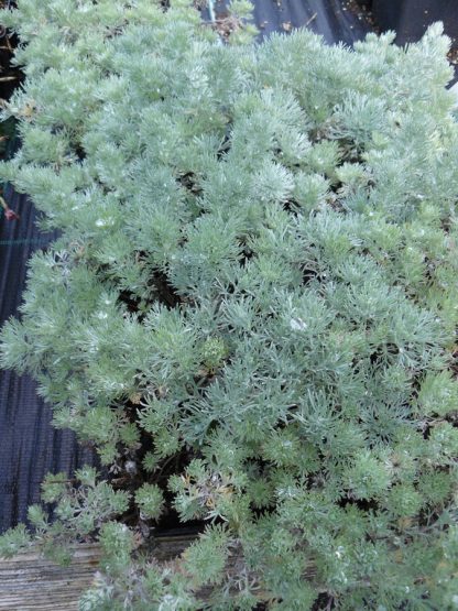 Bio Edelraute Artemisia schmidtiana 'Nana' Bio Stauden Versand aus Gangkofen in Niederbayern
