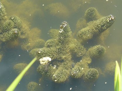 Bio Rauhes Hornblatt Ceratophyllum demersum Bio Stauden Versand aus Gangkofen in Niederbayern
