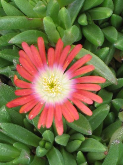 Bio Mittagsblume dyerii var. laxum ('Red Mountain'/Eugen Schleipfer) wählen Sie die Bio Mittagsblume Ihrer Wahl im Online Pflanzen Versand aus über 80 Sorten