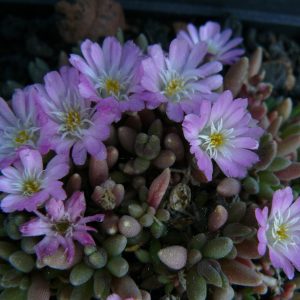 Bio Mittagsblume Delosperma luckhoffii 'Beaufort West' wählen Sie die Bio Mittagsblume Ihrer Wahl im Online Pflanzen Versand aus über 80 Sorten
