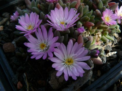 Bio Mittagsblume Delosperma luckhoffii 'Eugen's Großblumiger Select' (Schleipfer) Online fast 100 Sorten Mittagsblumen im Bio Pflanzen Versand bestellen