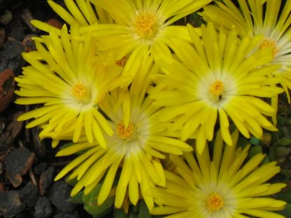 Bio Mittagsblume Delosperma nubigenum (Typ 2, Sani - Pass, ZA) Online fast 100 Sorten Mittagsblumen im Bio Pflanzen Versand Forssman bestellen
